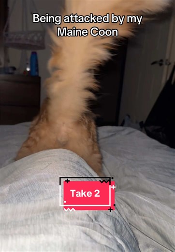 Maine Coon Cat Playtime Gone Wild