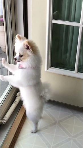 angry pomeranian puppies barking #short