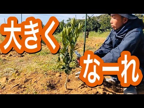 Here's how to plant mandarin orange seedlings!