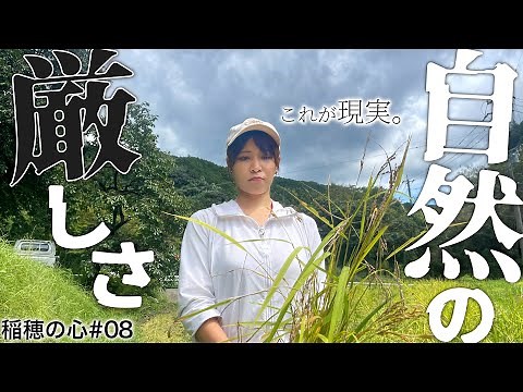 Okada Momoka's "Heart of Rice #8" It's finally time to harvest!