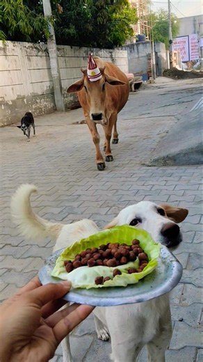 Pet ❤️ Friends: Calf & Golden Retriever Share a Bread! 🐮🐶 #shorts #animalfriendship #goldenretriever