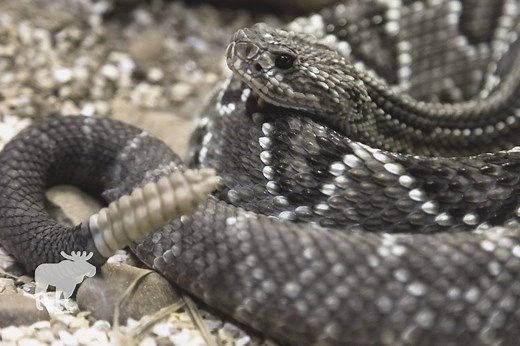 How Far Can A Rattlesnake Strike? — Forest Wildlife