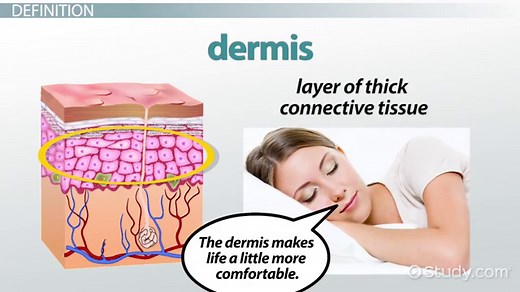 Basal Lamina | Definition, Components & Functions