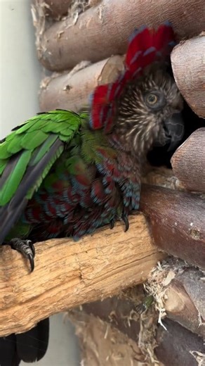 690 reactions · 43 shares | Red-fan Parrot choose breeding box for breeds. @highlight #senegalparrots #senegalparrot | Nihal Bird's Canvass | Facebook