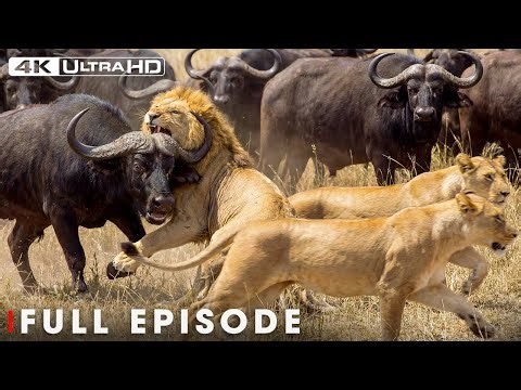 Greatest Huntings in the Wildlife Kingdom | 4K UHD | Nature Animal Documentary