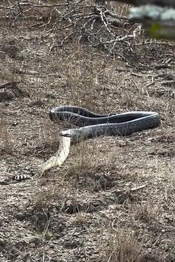 A rattler's fangs and venom are no match for the predator indigo!