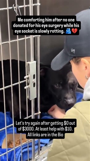 He lost his eye while chasing a ball 😦. Instead of helping him, his owner said he was “ugly”#usa #uk