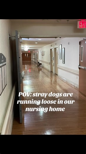 Yeahhh ion get paid enough to catch some dogs & NO WE DONT KNOW WHERE COME FROM OR HOW THEY GOT IN🤷🏾‍♀️ #dog #animalcontrol #fyp #cnatiktok