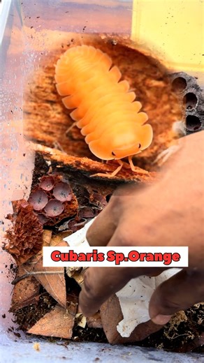 Joe Aqua Paradise on Instagram: "Unboxing two new isopods from @mr_animalplanet_ – Kuberi’s Orange and Dairy Cow Orange! #isopods #isopodlover #isopodcollection #isopodcare #isopodhobby #cubaris #cubarisorange #diricaorangeisopod #coboltorangeisopod #dairycoworange #porcelliolaevis #orangeisopod #premiumisopods #bioactive #bioactivesetup #microfauna #terrariumlife #terrariumhobby"