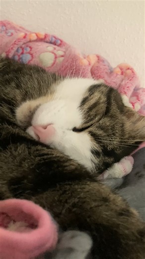 Mury loves her new blanket 😍 | Samy & Mury