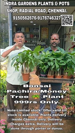 Bonsai Pachira/Money Tree 🪴 Plant 999rs Only INDRA GARDENS PLANTS & POTS SHOP, RADIAL ROAD, CHENNAI