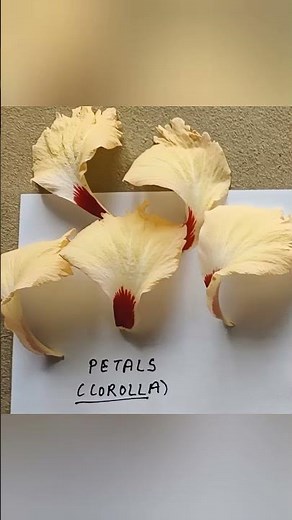 Parts of a complete flower Dissection of hibiscus flower 🌺;Sexual reproduction in flowering plants🪴