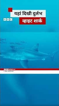 समंदर में जब अचानक दिखी ये दुर्लभ सफ़ेद शार्क #whiteshark #sea
