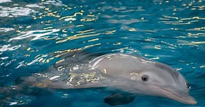 The Story Of Winter The Dolphin And Her Prosthetic Tail