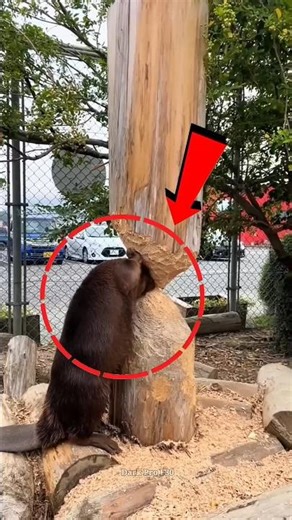 Why Beaver 🦫 Cut woods?? #shortsvideo