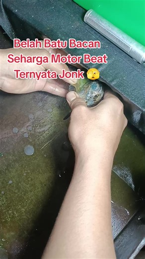 #Permata_Bacan #Kena_Jonk #FYP#