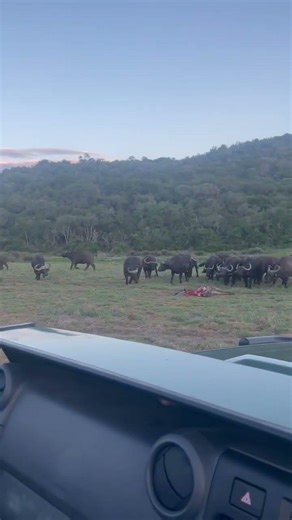 Herd of buffalo chasing cheetah away from their kill