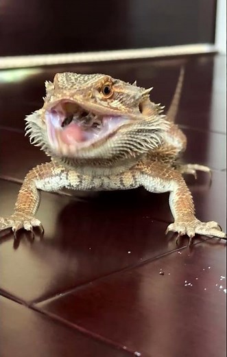 Bearded Dragon Eats Crunchy Roach