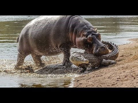 Hippo Attack Crocodile , Hippo vs Crocodile Real Fight