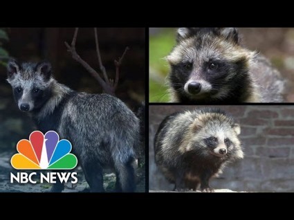 DNA: COVID Likely Originated In Raccoon Dogs, Not Wuhan Lab