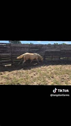 We have a few yearlings available!! You’re welcome to reach out now but we will have full adds later to come this eveining In the meantime here is a video with all 3: Lulu- Sparked My Guns 05/06/24 By Steady Smoking Guns x Spark My Ride Nominated: NRHA, NARC, ALL STAR Myrtle- Smoking Fancy Pants 06/02/24 By Steady Smoking Guns x Like Einstien Nominated: NRHA, NARC, ALL STAR 2024 Buckskin filly, Matilda born 3/14, Steady My Guns by Steady Smoking Guns x Siena Doc Shine Located in Benson NC Pm for
