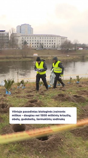 32K views · 415 reactions | Vilniuje – naujas miškas. LRT TV naujienų tarnybos vaizdo medžiaga. #LRT | LRT | Facebook