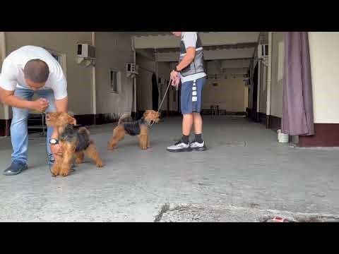 Training Practice: Welsh Terrier Week #2 (Stella and Queen)