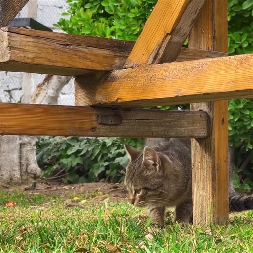 26K views · 784 reactions | 10 Hours Of Boiled Huge Beef Legs for the Broth! Cooking a New Classic Azerbaijani Recipe! The Real Brutal Kitchen  | Aftab Dogra | Facebook