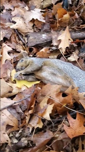 SMALL-GAME HUNTING: Grouse and Squirrel