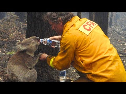 60 Animals That Asked People For Help & Kindness