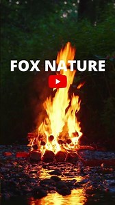 FOX NATURE 🦊 Introducing my channel with nature sounds