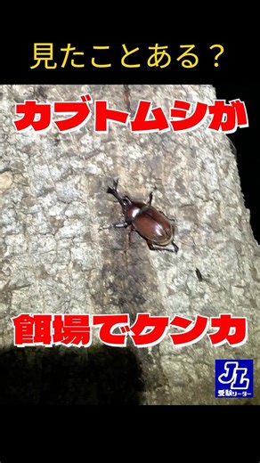 【見たことある？】カブトムシのケンカ【昆虫】#昆虫 #youtubeショート #カブトムシ #東松山市