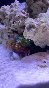 16K views · 107 reactions | Mantis Shrimp Punch slow motion version壘戀壘 #mantisshrimp #saltwatertank #bravewilderness #cyotepeterson #wildlife #rexthemantis | Hai Hai | Facebook