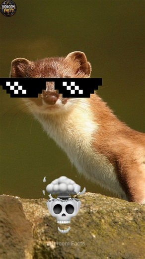 Why Stoats Are A Big Threat In New Zealand? 🐾🇳🇿