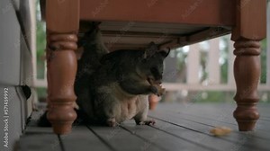 Mother and baby, Australian Common Brushtail Possum, feeding on mango