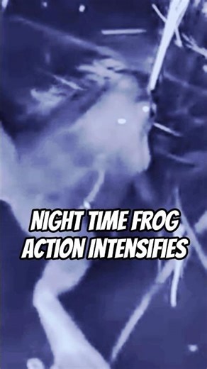 Night Time Frog Action Intensifies #frog #shorts