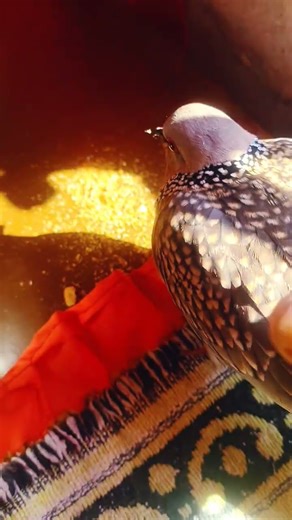 #song #love #bollywood