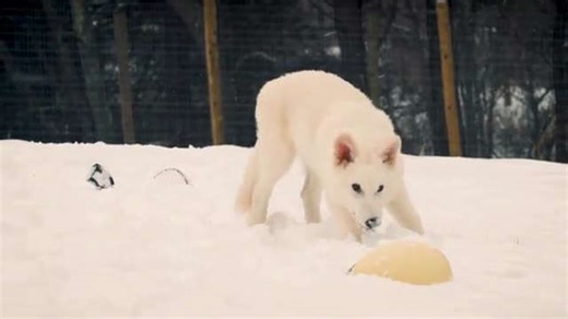 Watch: First dire wolf’s howl for 10,000 years after scientists bring extinct species ‘back to life’