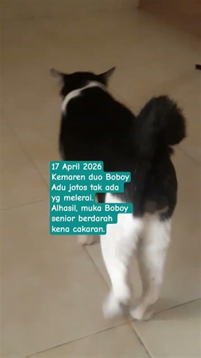 #cat Duo Boboy