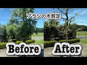 お庭剪定 ブラシの木剪定します。