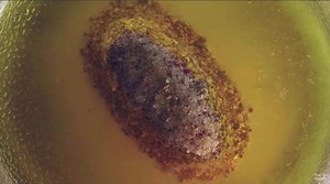 Your stomach has evolved to quickly dissolve and digest things, so how do we design drugs that resist this and release their dose over, say, the course of a day? 💊 Watch this super stunning Macro Room video of pills dissolving in water > https://youtu.be/4rY3X4xafs0 Then read this great explanation from WIRED Science > https://www.wired.com/2016/08/dissolving-pills-arent-just-beautiful-theyre-science-hell/ | Royal Institution of Great Britain