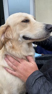 333 reactions · 12 comments | This sweet Golden Retriever begins to 'smile' as her ears are being cleaned! Does your dog do this? 李  Keith Christie via ViralHog | Goodwoof | Facebook