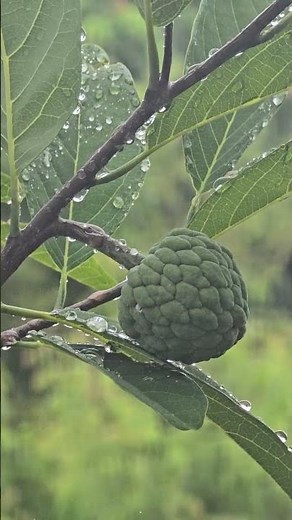 🌿 Our Custard Apple Tree in Organic Farm 🍏 #mahegardening #naturalfarming #naturelovers