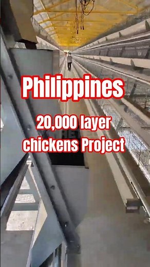 20,000 Laying Hens Project in the Philippines | Automatic Poultry Equipment - RETECH Farming