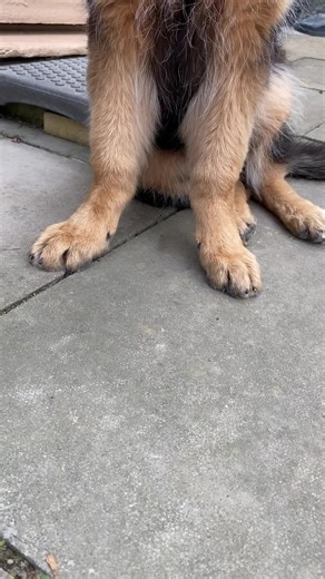 Only 4 months and 2 weeks old 🥹#gsd #gsdofig #gsdofigworld #gsdpuppy #gsdlove #gsdlife #puppiesofinstagram #puppy #puppylove #puppygram #puppylife #germanshepherd #germanshepherdpuppy #germanshepherdofinstagram #followmeplease #follow #folllowme #dogsoftiktok #puppiesoftiktok #gsdoftiktok #germanshepherdsoftiktok #bigpaws #paws #floof #love