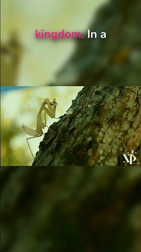 This Bug's Hunting Technique Is Absolutely Flawless #animalbehavior #naturescience #shorts