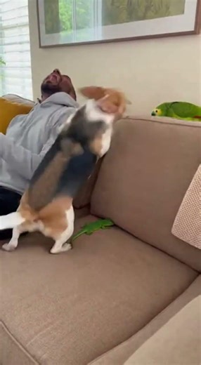 Parrot Throws Lizard at Sleeping Dog – What Happens Next Is Hilarious! 😂🐶🦜