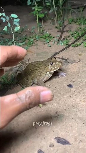 Boing catch frogs funny | froggy catch funny wepwep | funny froggy #shorts