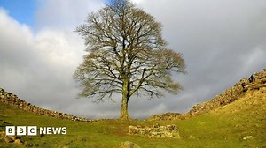 Sycamore Gap: Using legacy of Hadrian's Wall tree to save others