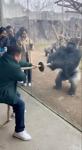 🙄 what!! This is actually a thing in #china #crazy #funny #zoo man vs gorilla